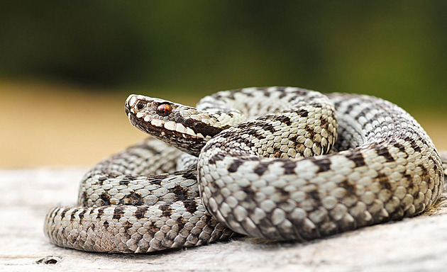 Děsivý důsledek silných dešťů: Bangladéš zaplavili jedovatí hadi, lezou i do postelí