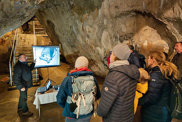 Netopýři se chystají k zimnímu spánku, v jeskyních u Bouzova je můžete vidět