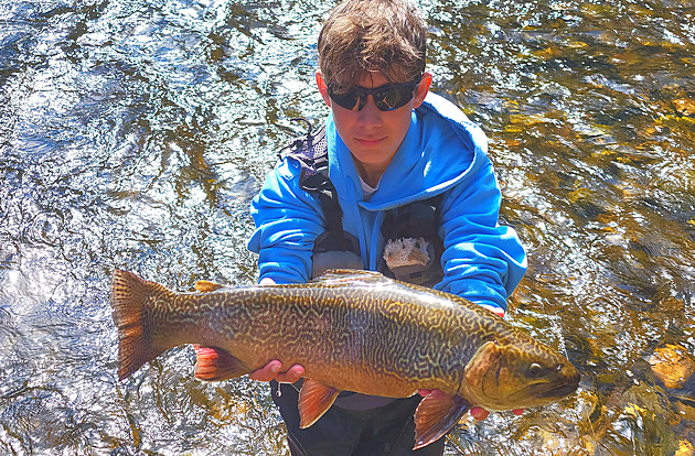 Ulovil majestátního tygřího pstruha. Příběh mladého muškaře z Otavy