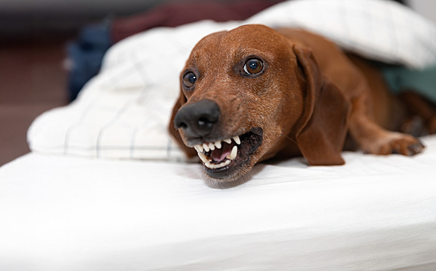 Jezevčíci jsou symbolem vytrvalosti, odvahy a věrnosti. A pokoušou nejvíc lidí
