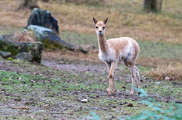 Zoo odchovala mládě lamy vikuně. Kvůli vlně je ve volné přírodě téměř vyhubili