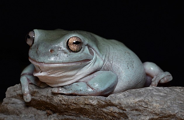 Olomoucká zoo láká na malé leguány, bučící žábu či největší evropskou želvu