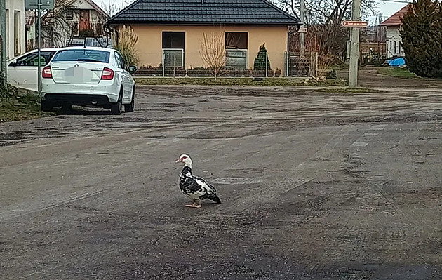 VIDEO: Urputná kachna blokovala dopravu, strážníci s podběrákem si na ní došlápli