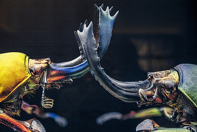 OBRAZEM: Bizáry ze světa hmyzu. Samurajské rohy i kobylka, které se nechce skákat