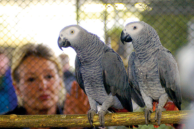 Máte doma ticho? Našli jsme 30 „nejukecanějších“ mazlíčků, lék na nudu