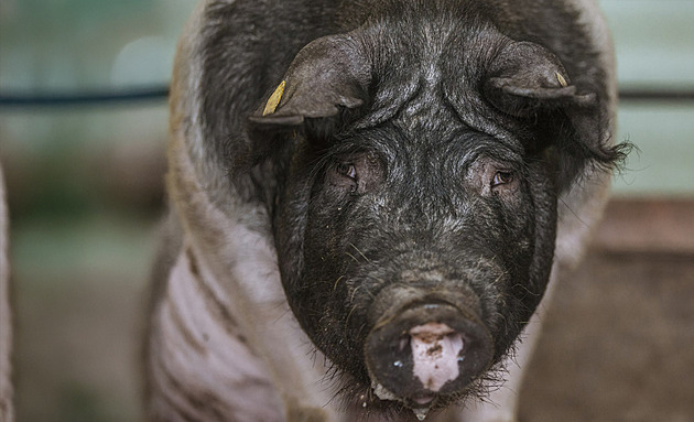 Další otřes pro živočišný výzkumný ústav. Nový ředitel skončil už po čtvrt roce