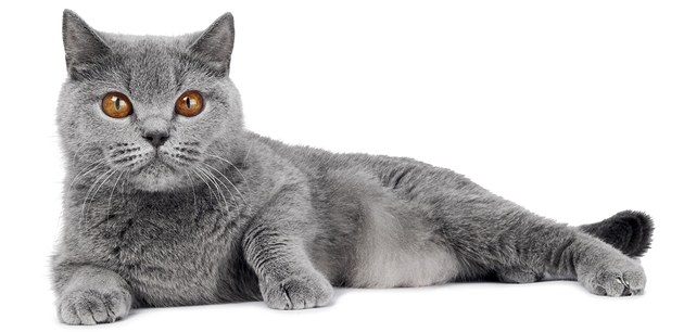 Jak vybrat správné stelivo pro kočky: Přehled typů, cen i nejčastějších chyb