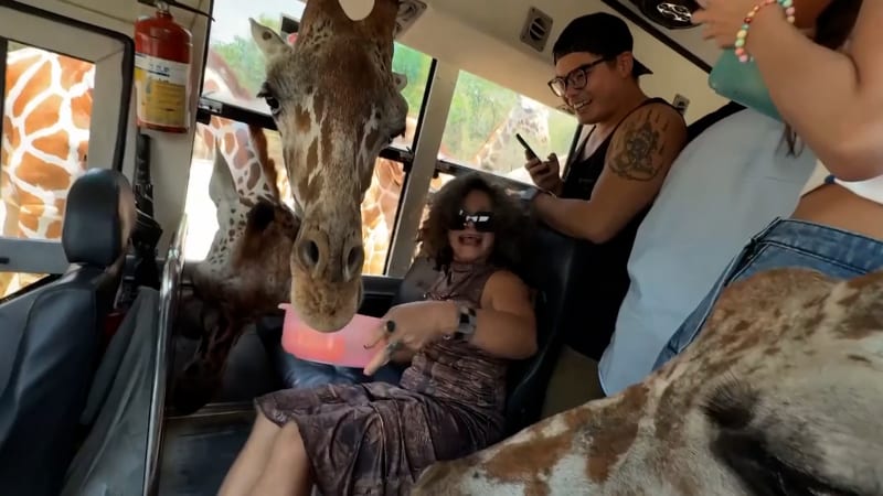 Adrenalinové safari: Všetečné žirafy vyděsily turistku. Zmátla je její obuv, ukazují záběry