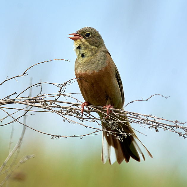 Jedli ho pod ubrouskem, aby je Bůh neviděl. Ortolan děsí i fascinuje dodnes