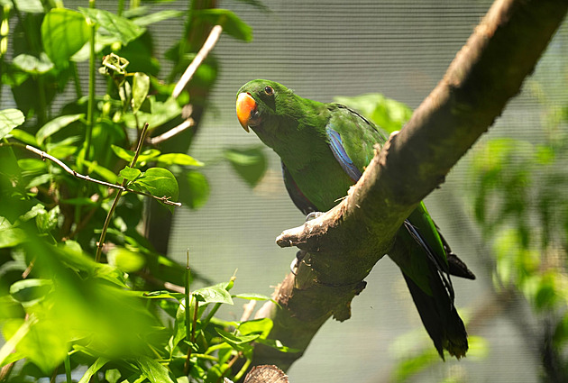 Zoo Ostrava slaví historicky první úspěšný odchov eklektů papuánských
