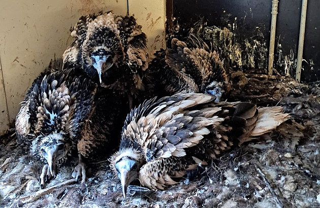 Mimořádná péče. Supi z ostravské zoo odchovali vlastní i adoptivní mláďata
